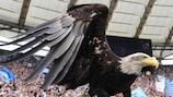 Lazio hat wie Benfica einen lebenden Adler als Maskottchen