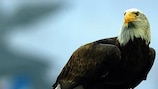 Benfica's Eagle mascot