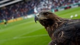 Attila, the Eintracht Frankfurt eagle
