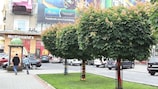 Деревья в цветах Германии и Португалии на проспекте Шевченко во Львове