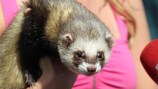 Fred the Ferret is causing quite a stir in Kharkiv