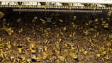BVB Stadion Dortmund, la marque jaune de Dortmund